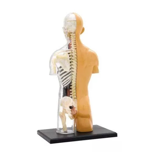ŽMOGAUS KŪNO ANATOMIJOS MODELIS